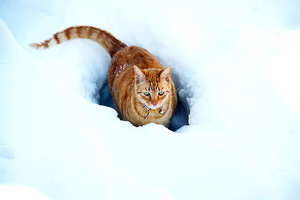 istock Cat in the snow 637283104