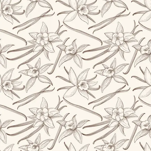 Vector illustration of Vanilla stick and flower vector hand drawn seamless pattern