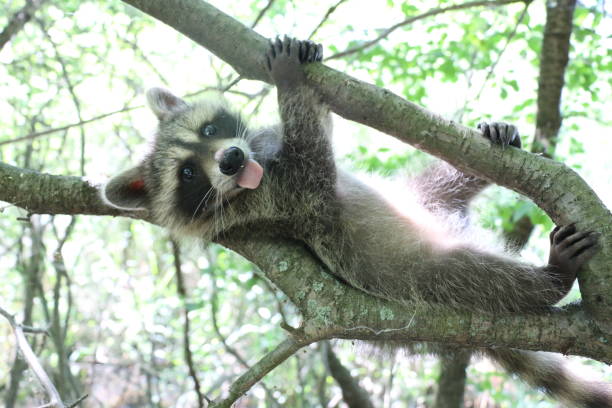 istock Silly Raccoon sticking out tongue 637284900