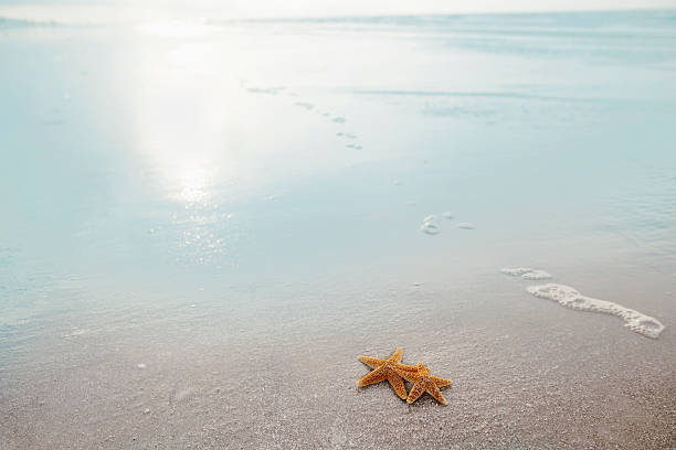 istock Pair of starfish on the beach 637284978