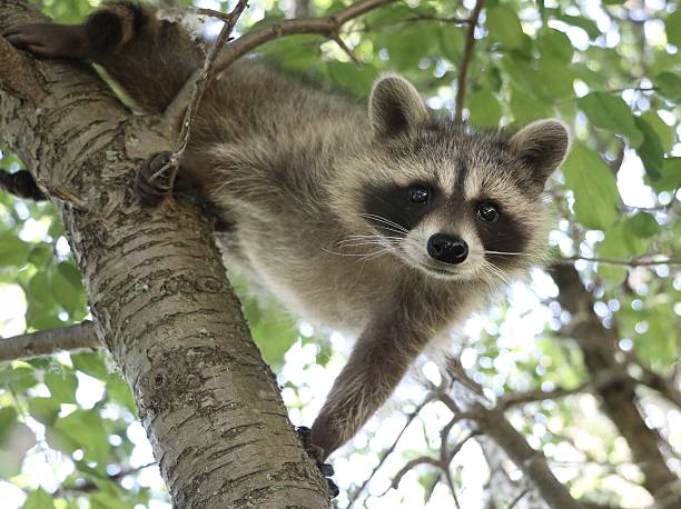 istock Raccoon in the wild 637284998