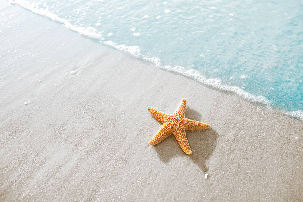불가사리류 해변  - starfish 뉴스 사진 이미지