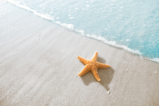 Starfish on the beach in Hilton Head, South Carolina