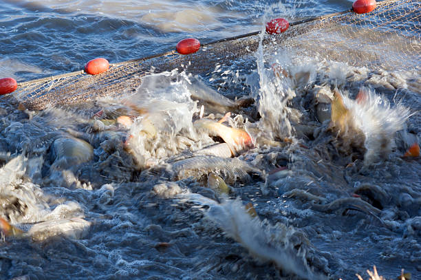 istock Fishing in the pond. 637285110