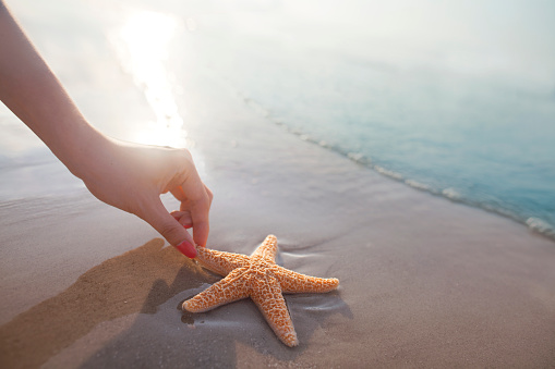 Woman reaching for starfish on the beach in Hilton Head, South Carolina