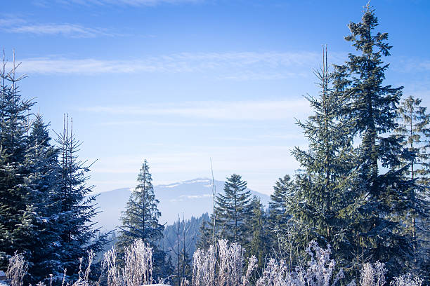 istock Winter forest in the Carpathians 637285602