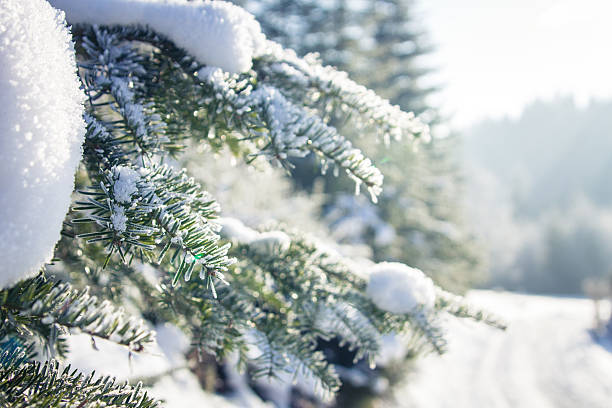 istock Winter forest in the Carpathians 637285918