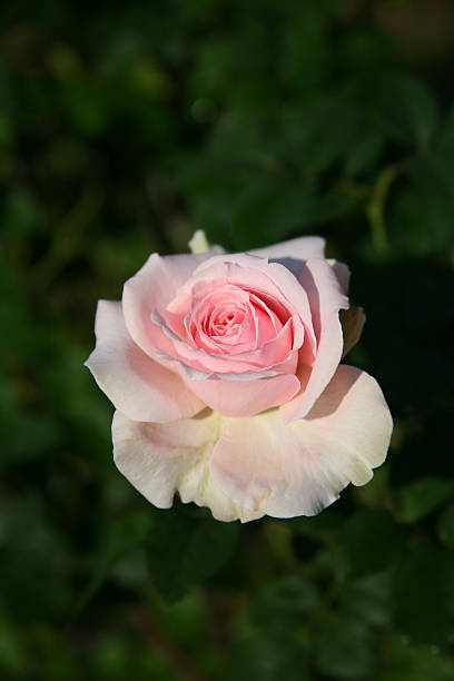 istock Pink rose  / Lovely pink 637286412
