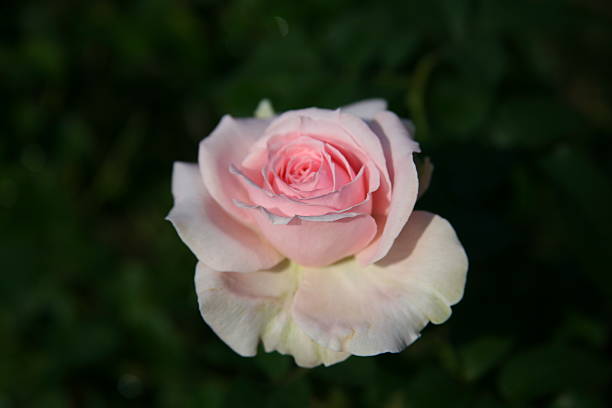 istock Pink rose  / Lovely pink 637286440