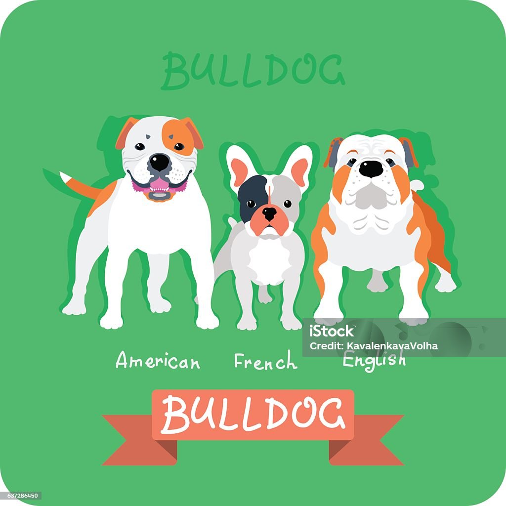 Set 3 bulldogs flat design Set dog icon flat design. American, french and english bulldogs American Bulldog stock vector