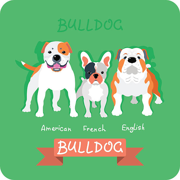 Set 3 bulldogs flat design Set dog icon flat design. American, french and english bulldogs american bulldog stock illustrations