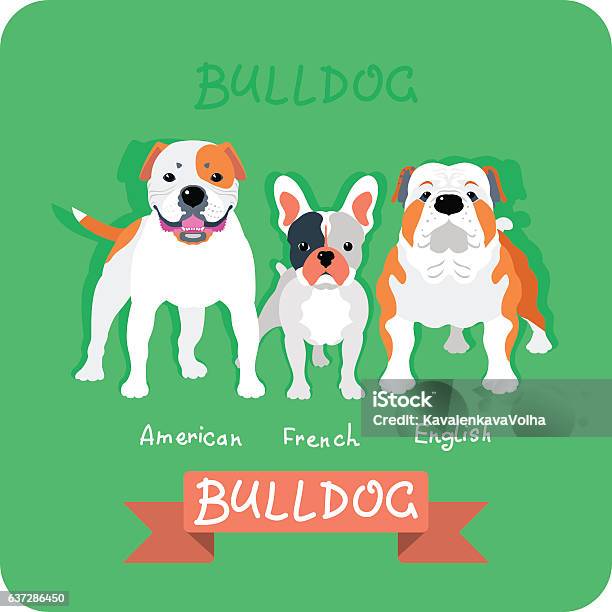 Set 3 Bulldogs Flat Design Stock Illustration - Download Image Now - American Bulldog, Animal, Animal Body