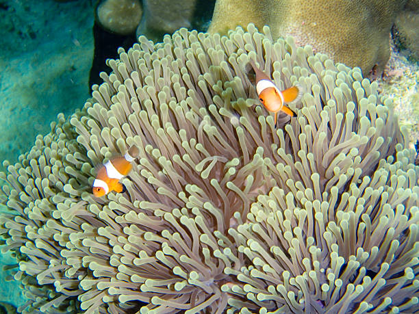 istock Beautiful colorful coral reef 637286656