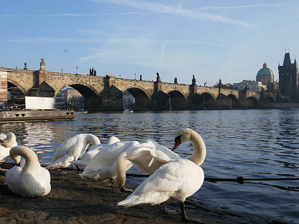 istock Swans in front of Charles Bridge 637287488