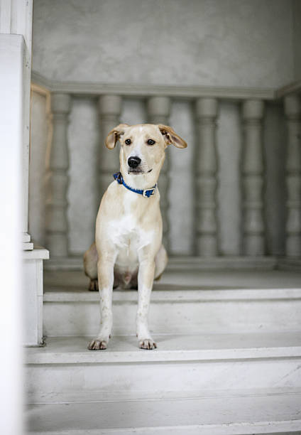 istock White beige dog sitting on stairs waiting 637287682