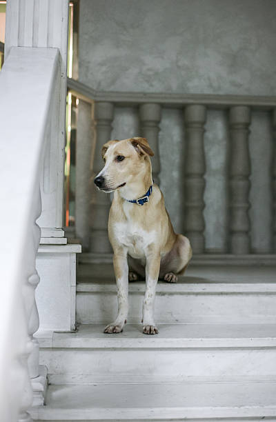 istock White beige dog sitting on stairs waiting 637287790