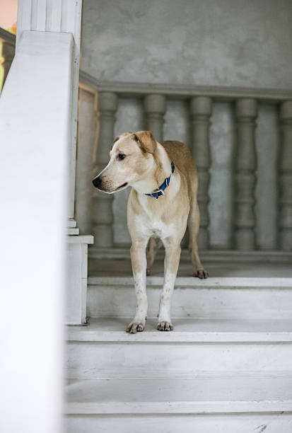 istock White beige dog waiting on stairs 637287856