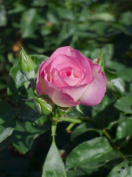 istock Pink rose  / Lovely pink 637288186