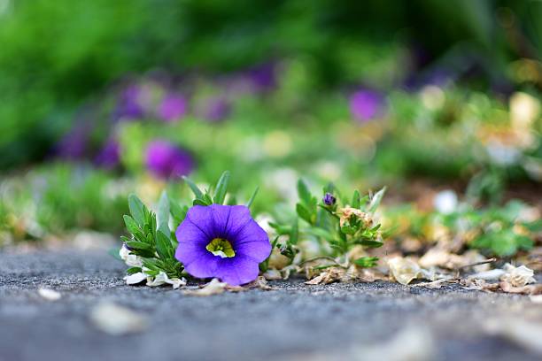 istock Colour of the day 637290534