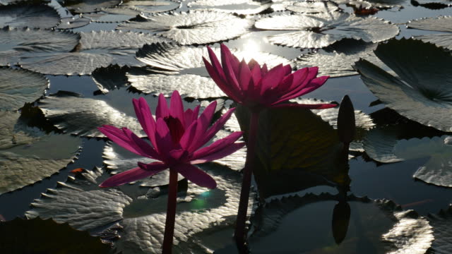 Lotus reflecting sunlight in the morning.