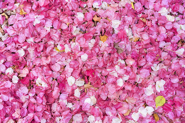 istock pink yarrow, Paper flower 637290774