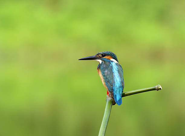 istock Wide shot of Common Kingfisher (Alcedo atthis)  Beautiful blue b 637290970
