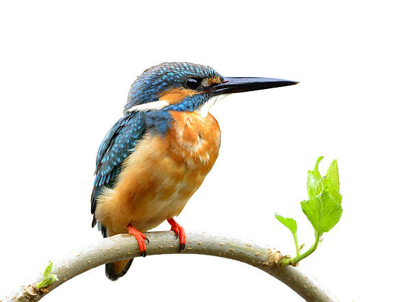 istock Lovely beige and blue bird, Common Kingfisher (Alcedo atthis) pe 637290994