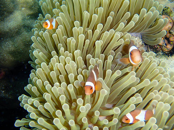 istock Beautiful colorful coral reef 637291018