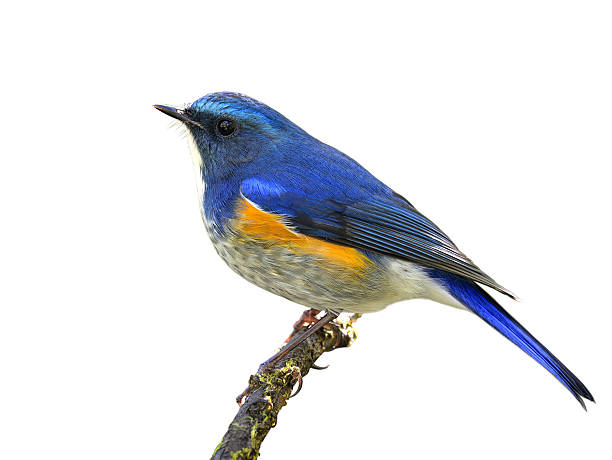 istock Himalayan bluetail or orange-flanked bush-robin (Tarsiger rufila 637291048
