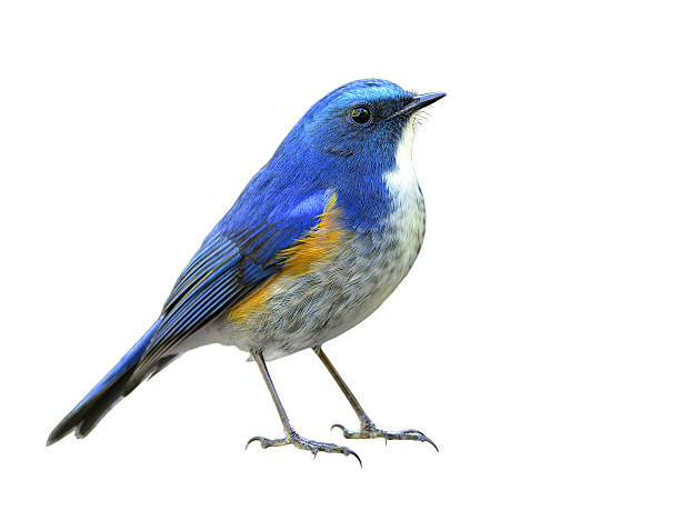 istock Himalayan bluetail or orange-flanked bush-robin (Tarsiger rufila 637291058