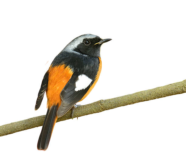 istock Daurian Redstart (Auroreus Phoenicurus) beautiful orange bird, b 637291090