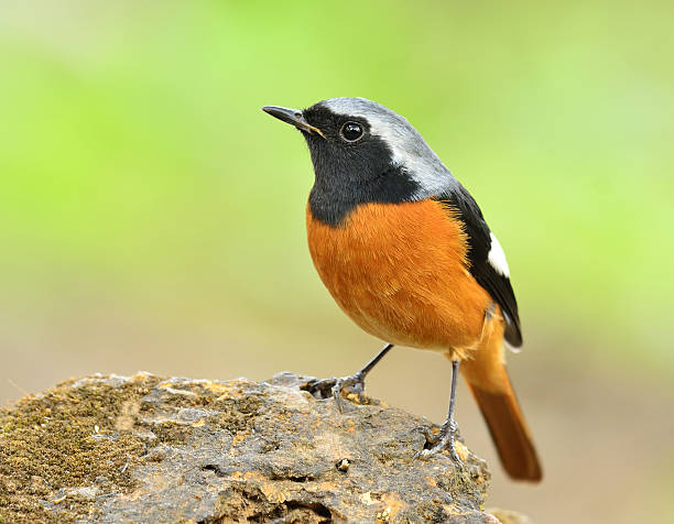istock Daurian Redstart (Auroreus Phoenicurus) beautiful orange belly b 637291104