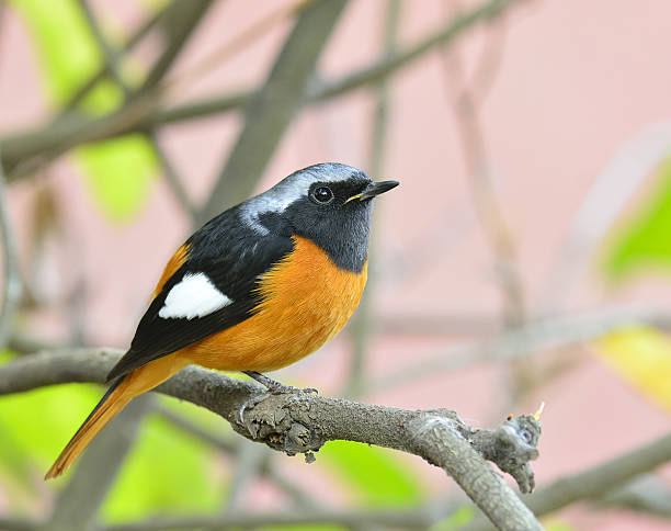 daurian redstart (auroreus phoenicurus) hermoso pájaro gordito o - phoenicurus fotografías e imágenes de stock