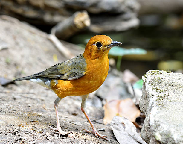 istock Beautiful Orange-headed thrush, a yellow and grey wings bird sta 637291572