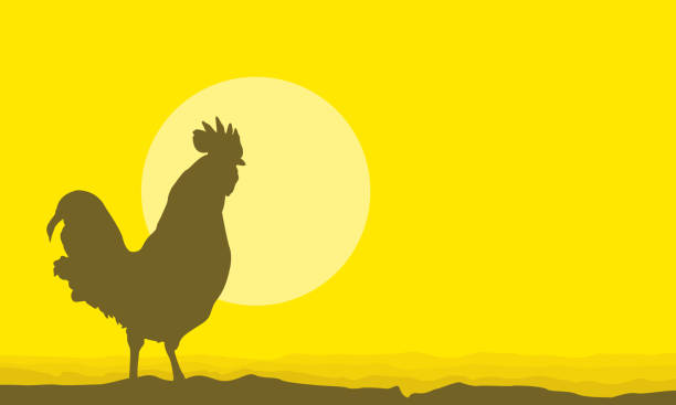 istock Silhouette of rooster scenery on yellow backgrounds 637291790