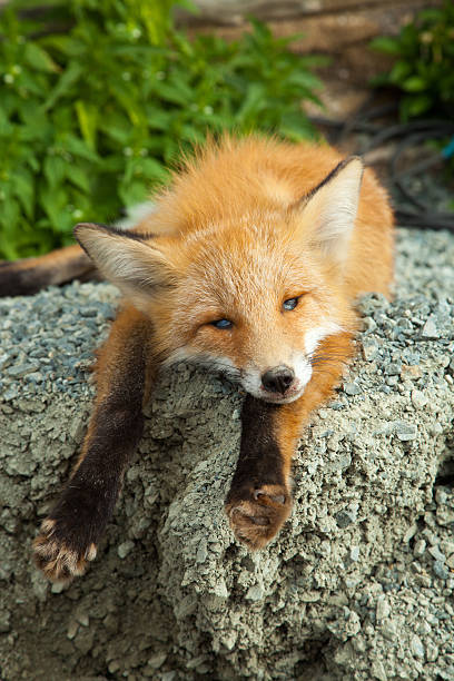 мертвый fox - dead animal стоковые фото и изображения