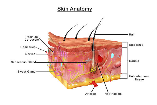 Skin anatomy stock photo