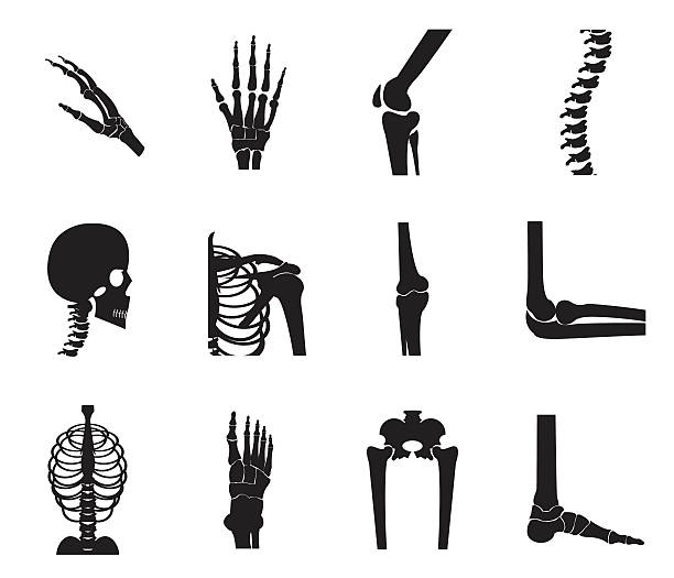 ilustrações de stock, clip art, desenhos animados e ícones de orthopedic and spine icon set on white background - x ray x ray image shoulder human arm