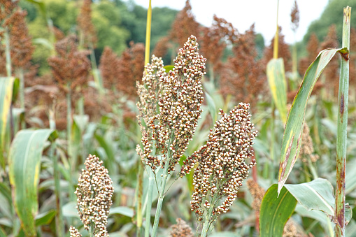 Sorghum plants in the field.