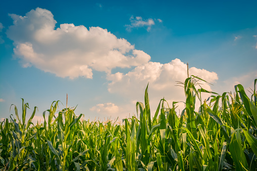 Corn field and sky with beautiful clouds