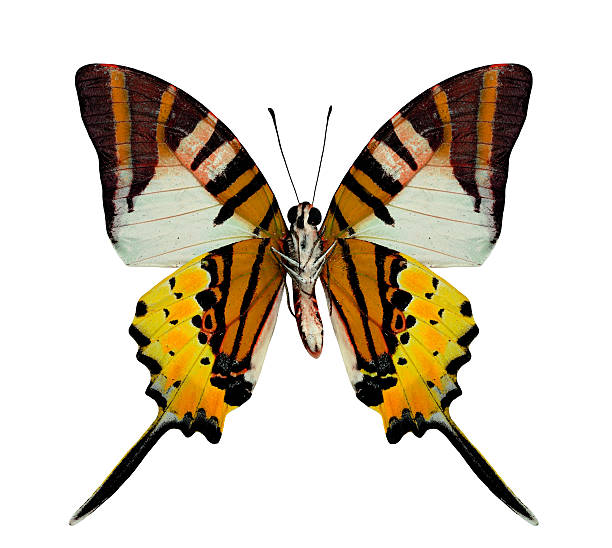 istock Beautiful Fivebar Swordtail Butterfly lower wing profile in natu 637292578