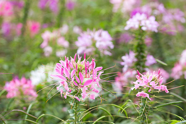 istock pink spider flower in garden 637292580