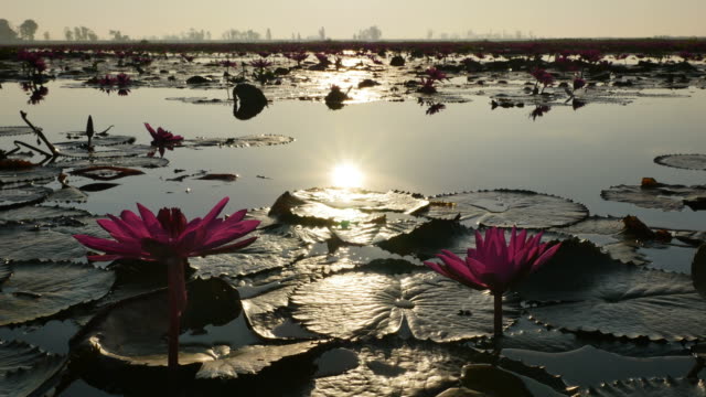 Lotus reflecting sunlight in the morning.