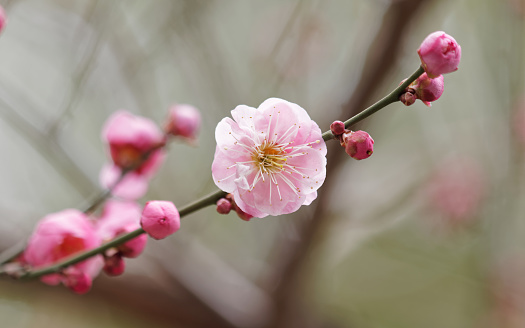 Flowers in spring series: plum blossoming in spring, it is the only remaining last winter flower, is the earliest blooming flower in spring. It shows struggle and pride.