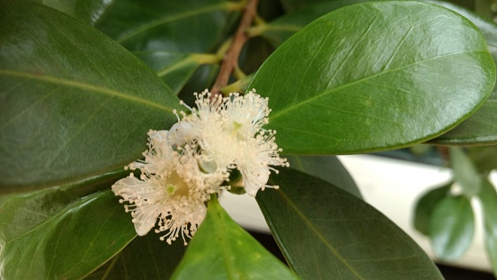 The blooming flowers of the Brazilian fruit Psidium cattleianum (Cattley guava, strawberry guava or cherry guava, Araçá (Arassah)).