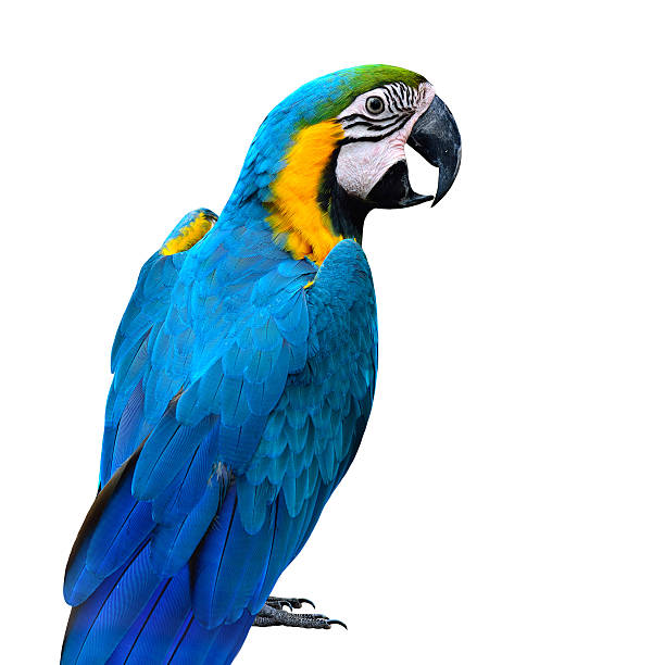istock Exotic of Blue and Gold Macaw parrot bird isolated 637293796