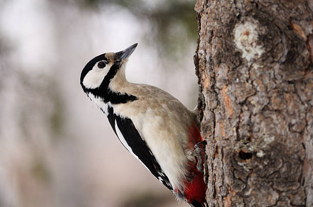 istock Beautiful woodpecker on the trunk. 637293872