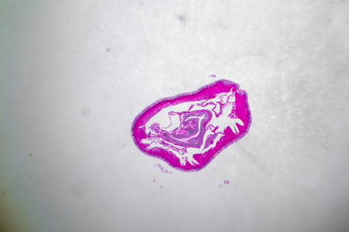 Microscopic image of dog stomach cardiac region