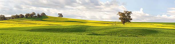 Agricultural fields of canola and pastures in springtime Beautiful agricultural fields of canola and grazing pastures in rural Central West of NSW cowra stock pictures, royalty-free photos & images