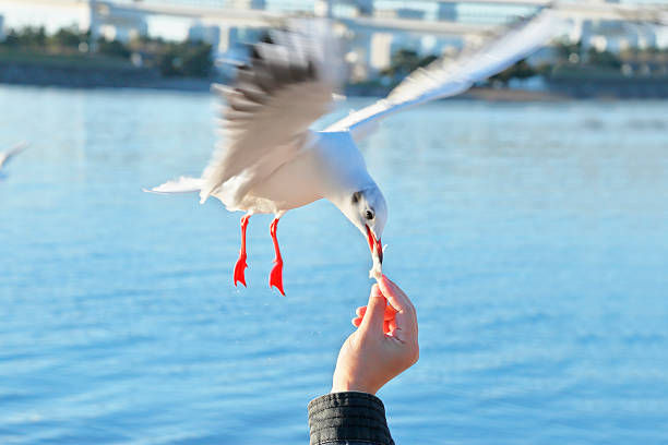 istock Seagulls in Odaiba 637296300